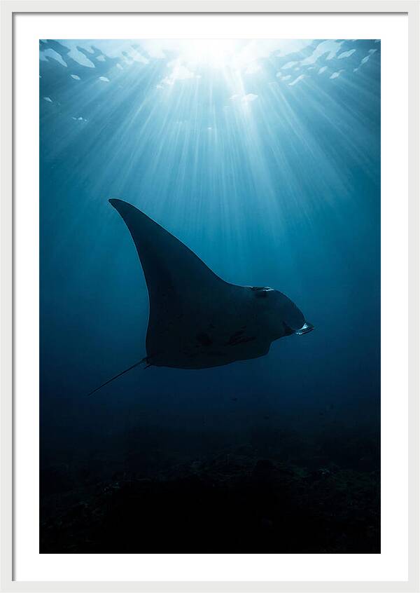 Manta Ray Silhouette