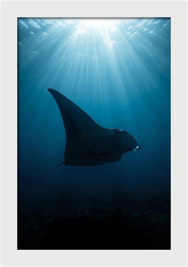 Manta Ray Silhouette