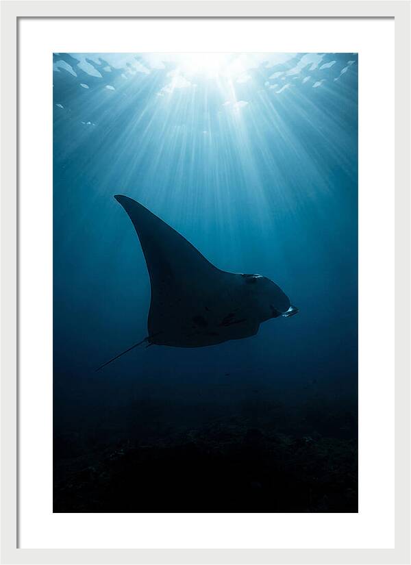 Manta Ray Silhouette