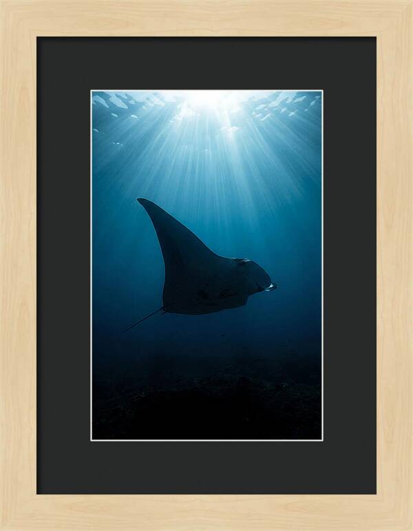 Manta Ray Silhouette