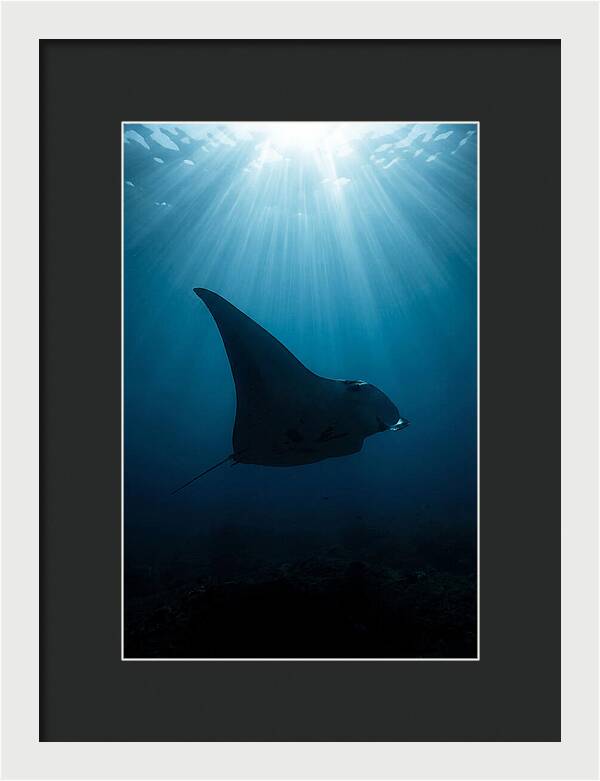 Manta Ray Silhouette