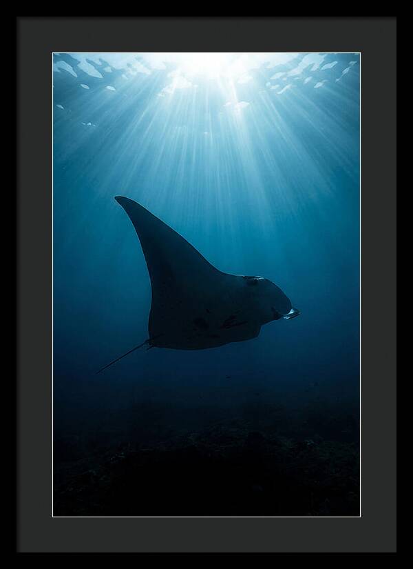 Manta Ray Silhouette