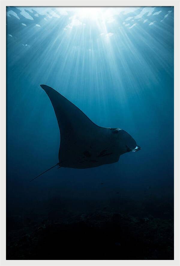 Manta Ray Silhouette