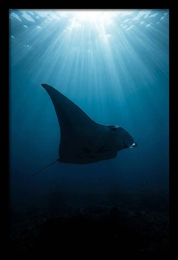 Manta Ray Silhouette