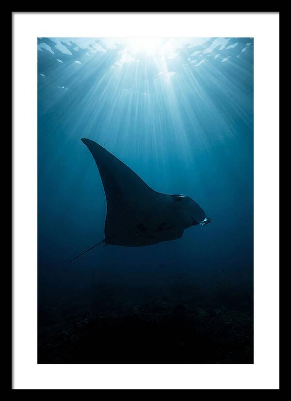 Manta Ray Silhouette