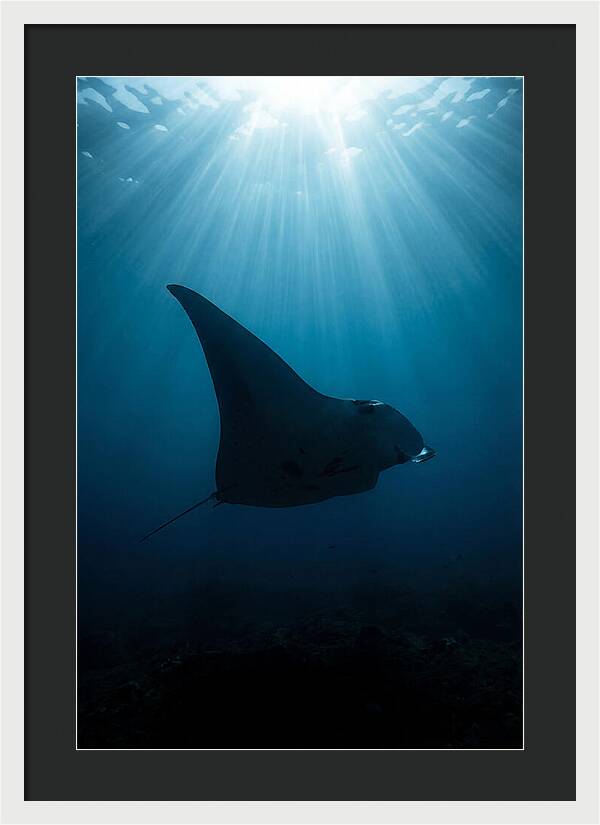 Manta Ray Silhouette