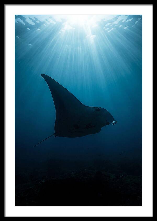 Manta Ray Silhouette