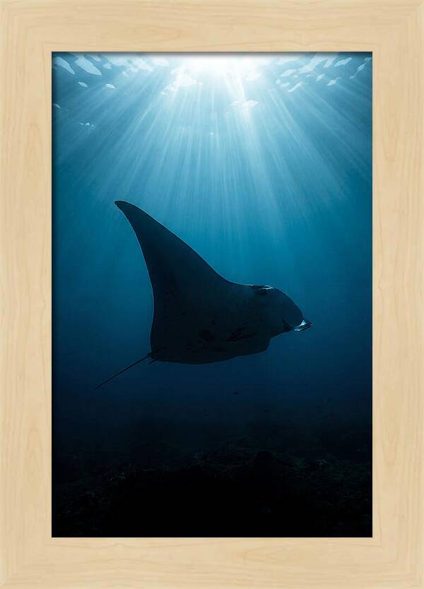 Manta Ray Silhouette