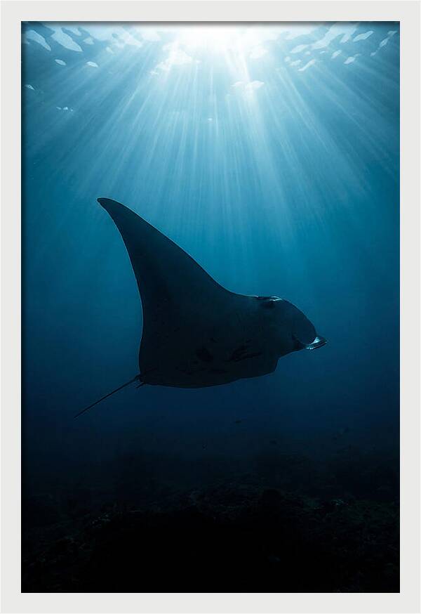 Manta Ray Silhouette