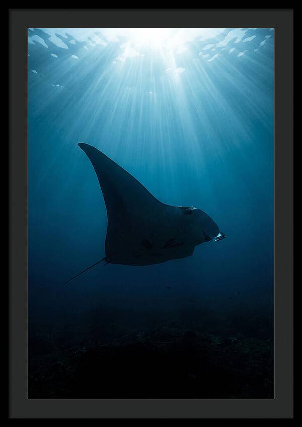 Manta Ray Silhouette