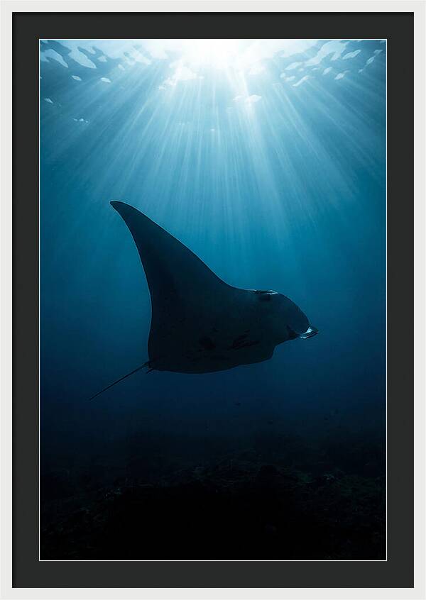 Manta Ray Silhouette