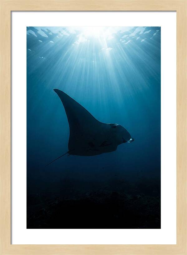 Manta Ray Silhouette