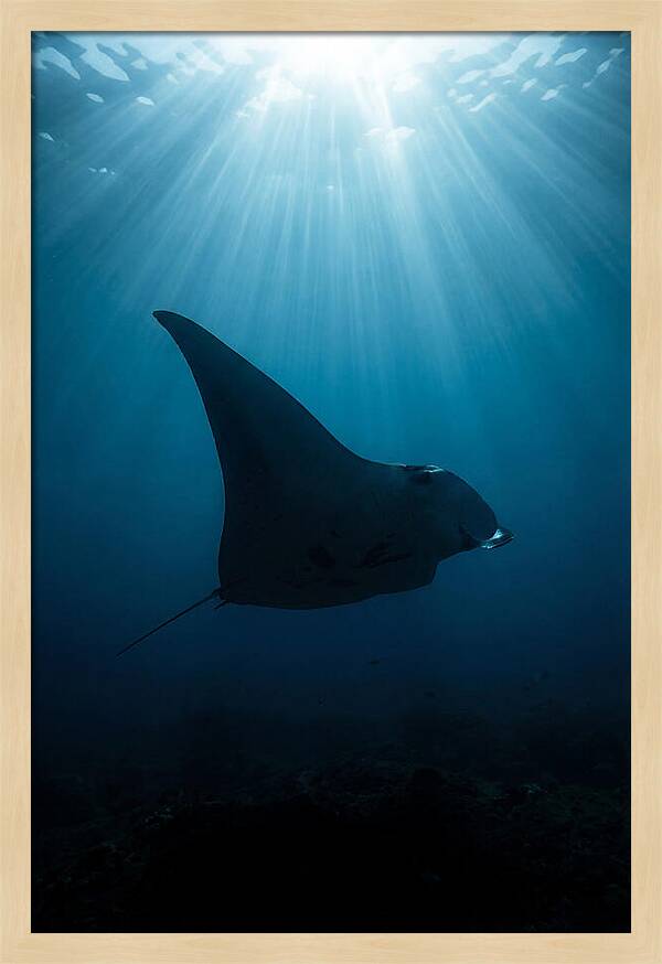 Manta Ray Silhouette
