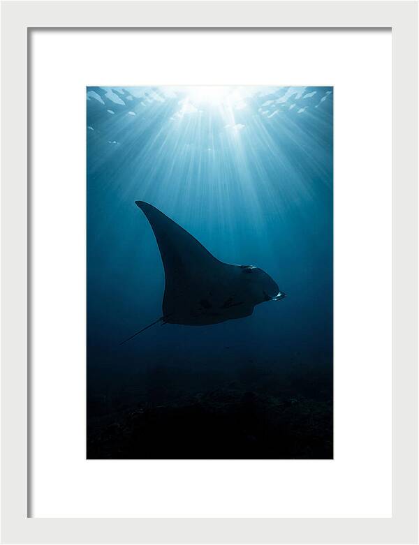 Manta Ray Silhouette