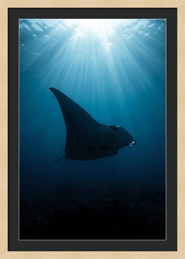 Manta Ray Silhouette