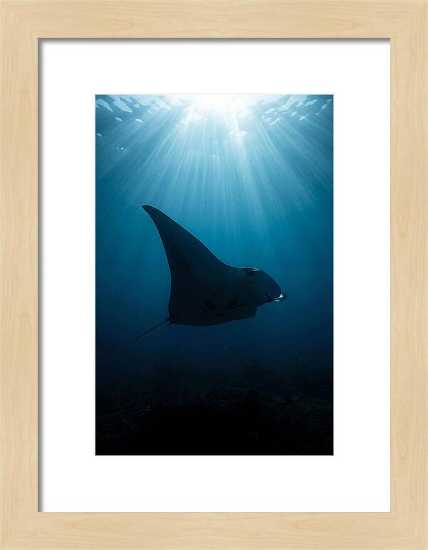 Manta Ray Silhouette