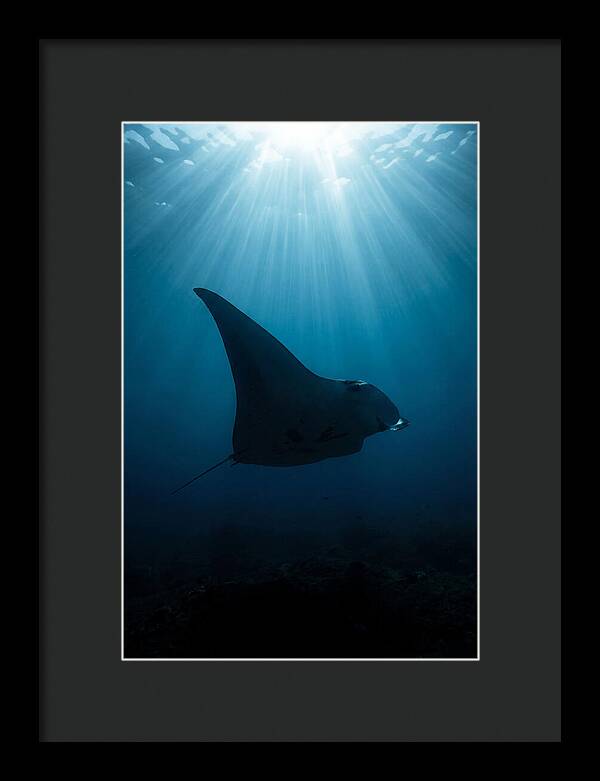 Manta Ray Silhouette
