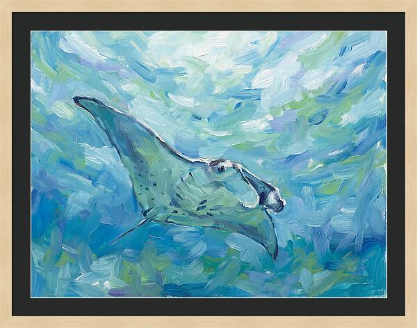 Manta Ray Swimming Gracefully