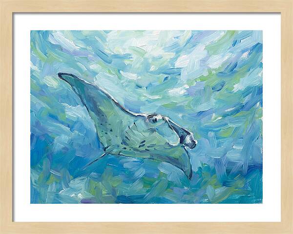 Manta Ray Swimming Gracefully