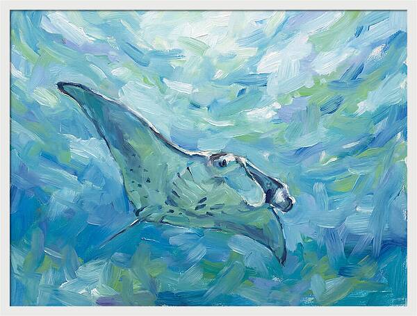 Manta Ray Swimming Gracefully