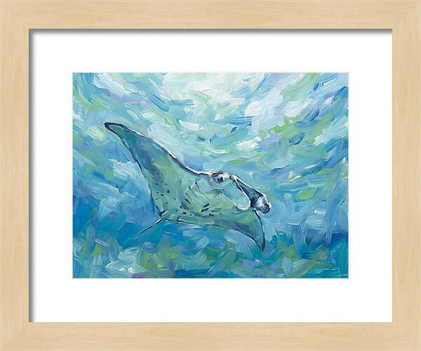 Manta Ray Swimming Gracefully
