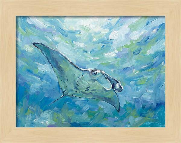 Manta Ray Swimming Gracefully