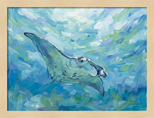 Manta Ray Swimming Gracefully