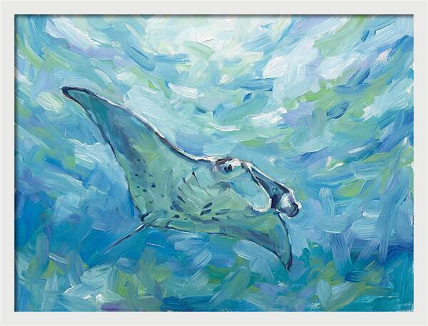 Manta Ray Swimming Gracefully