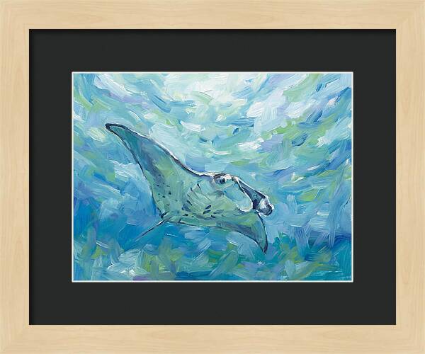 Manta Ray Swimming Gracefully