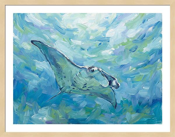 Manta Ray Swimming Gracefully