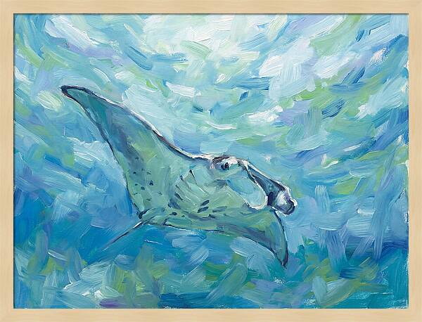 Manta Ray Swimming Gracefully