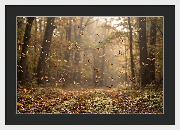 Maple Seed Helicopters Spinning In Autumn