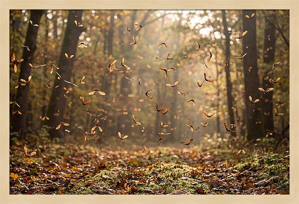 Maple Seed Helicopters Spinning In Autumn