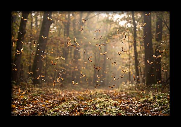 Maple Seed Helicopters Spinning In Autumn