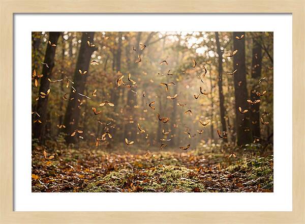 Maple Seed Helicopters Spinning In Autumn