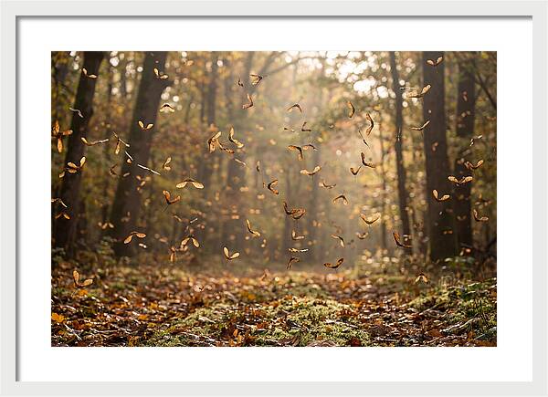 Maple Seed Helicopters Spinning In Autumn