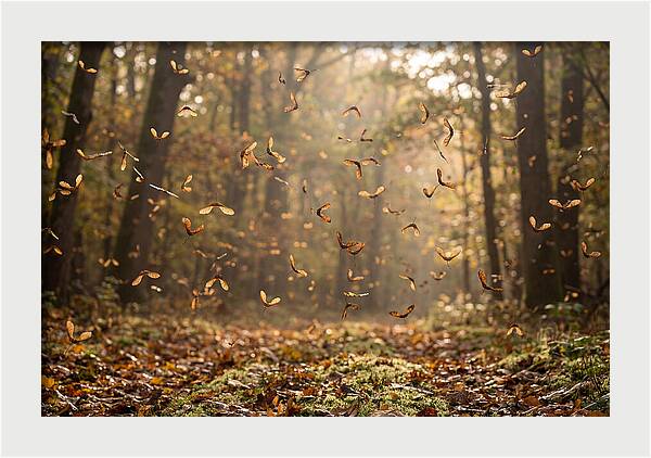 Maple Seed Helicopters Spinning In Autumn