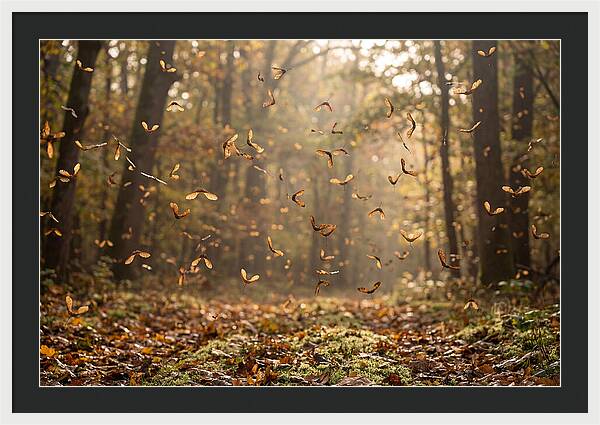 Maple Seed Helicopters Spinning In Autumn