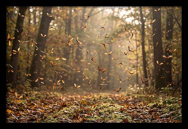 Maple Seed Helicopters Spinning In Autumn