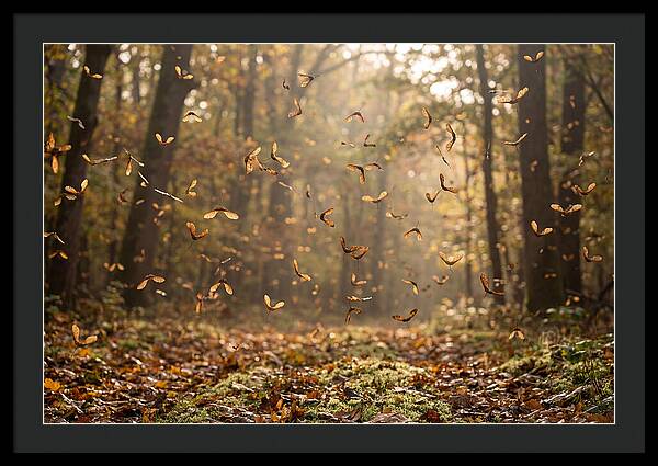 Maple Seed Helicopters Spinning In Autumn