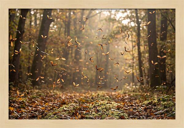 Maple Seed Helicopters Spinning In Autumn