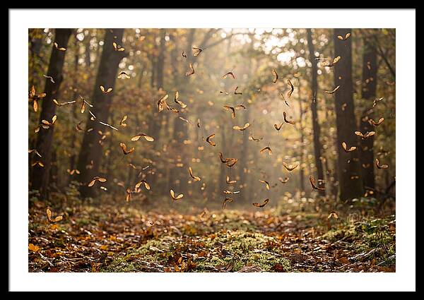 Maple Seed Helicopters Spinning In Autumn