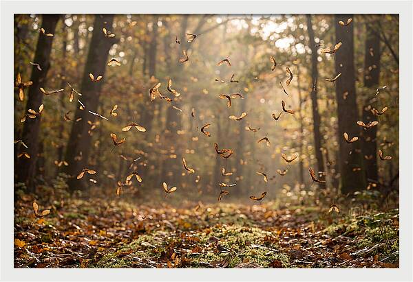 Maple Seed Helicopters Spinning In Autumn