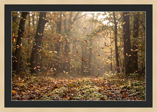 Maple Seed Helicopters Spinning In Autumn