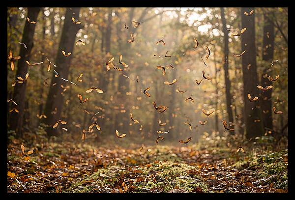 Maple Seed Helicopters Spinning In Autumn