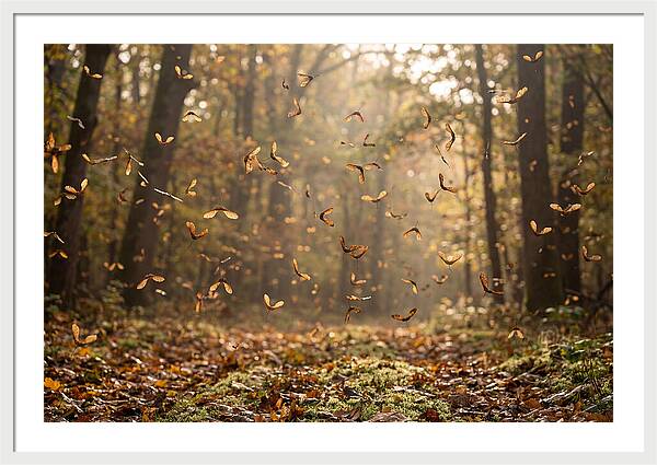 Maple Seed Helicopters Spinning In Autumn