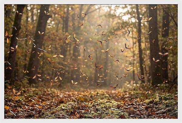 Maple Seed Helicopters Spinning In Autumn