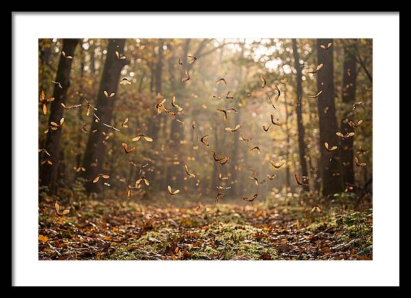 Maple Seed Helicopters Spinning In Autumn