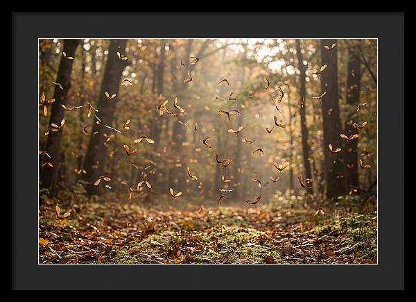 Maple Seed Helicopters Spinning In Autumn