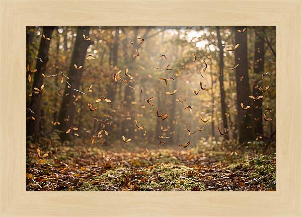 Maple Seed Helicopters Spinning In Autumn